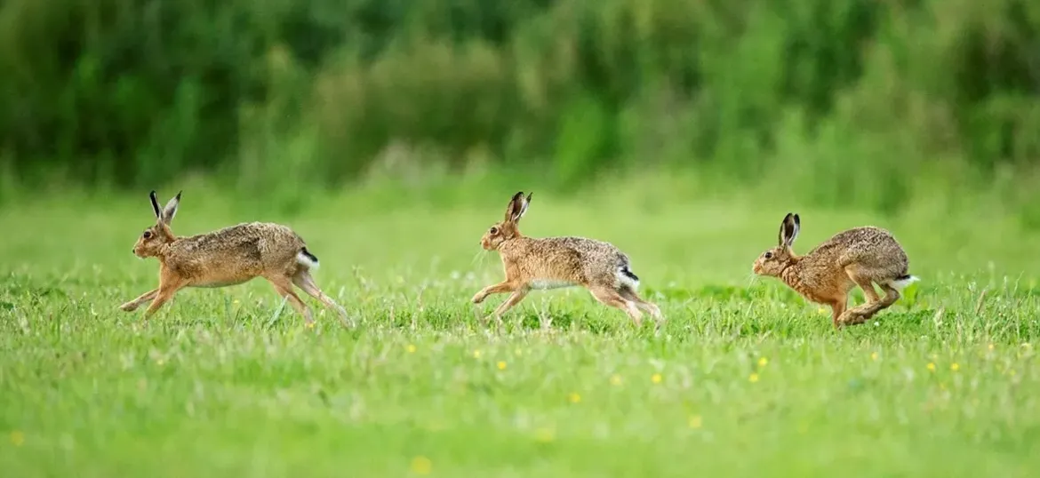 Northumberland Wildlife Trust